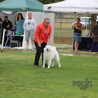 20121103 Dog Show Liverpool (6 of 57)
