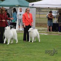 20121103 Dog Show Liverpool (7 of 57)
