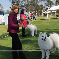 20121104 Dog Show County of Cumberland (4 of 15)