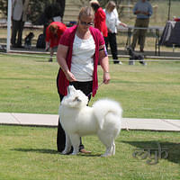 20121104 Dog Show County of Cumberland (7 of 15)