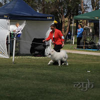 20121118 Dog Show Campbelltown [DoubleShow] (54 of 34)