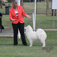 20121118 Dog Show Campbelltown [DoubleShow] (55 of 34)