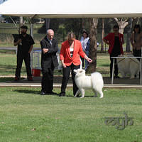 20121118 Dog Show Campbelltown [DoubleShow] (56 of 34)