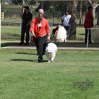20121118 Dog Show Campbelltown [DoubleShow] (57 of 34)