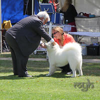 20121118 Dog Show Campbelltown [DoubleShow] (59 of 34)