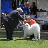 20121118 Dog Show Campbelltown [DoubleShow] (60 of 34)
