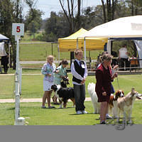 20121118 Dog Show Campbelltown [DoubleShow] (61 of 34)