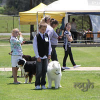 20121118 Dog Show Campbelltown [DoubleShow] (62 of 34)