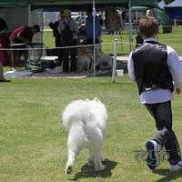 20121118 Dog Show Campbelltown [DoubleShow] (65 of 34)