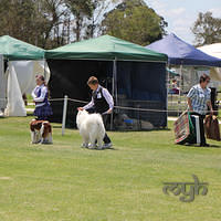 20121118 Dog Show Campbelltown [DoubleShow] (66 of 34)