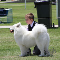 20121118 Dog Show Campbelltown [DoubleShow] (67 of 34)