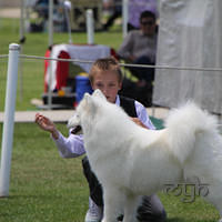 20121118 Dog Show Campbelltown [DoubleShow] (70 of 34)