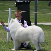 20121118 Dog Show Campbelltown [DoubleShow] (71 of 34)