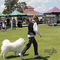 20121118 Dog Show Campbelltown [DoubleShow] (74 of 34)