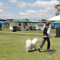 20121118 Dog Show Campbelltown [DoubleShow] (75 of 34)