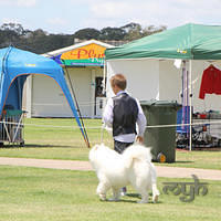 20121118 Dog Show Campbelltown [DoubleShow] (76 of 34)