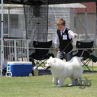 20121118 Dog Show Campbelltown [DoubleShow] (77 of 34)