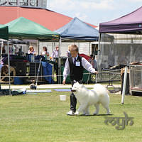 20121118 Dog Show Campbelltown [DoubleShow] (78 of 34)