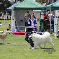20121118 Dog Show Campbelltown [DoubleShow] (79 of 34)