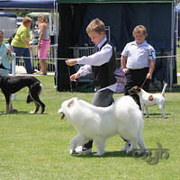 20121118 Dog Show Campbelltown [DoubleShow] (80 of 34)