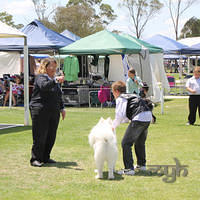 20121118 Dog Show Campbelltown [DoubleShow] (82 of 34)
