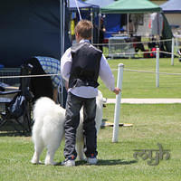 20121118 Dog Show Campbelltown [DoubleShow] (83 of 34)