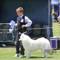 20121118 Dog Show Campbelltown [DoubleShow] (86 of 34)