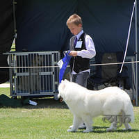 20121118 Dog Show Campbelltown [DoubleShow] (87 of 34)