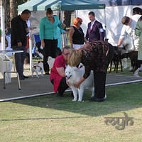 20121124 Dog Show Dalwood Childrens Charity (1 of 22)