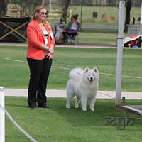 20121202 Dog Show-Fairfield (1 of 10)