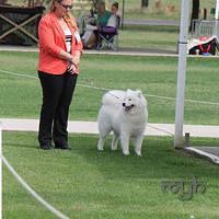 20121202 Dog Show-Fairfield (2 of 10)