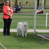 20121202 Dog Show-Fairfield (3 of 10)
