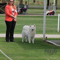 20121202 Dog Show-Fairfield (4 of 10)