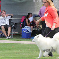 20121202 Dog Show-Fairfield (5 of 10)