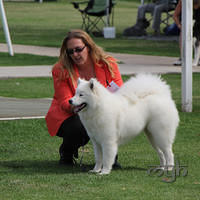 20121202 Dog Show-Fairfield (6 of 10)