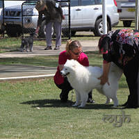  20121208 Dog Show-St George (2 of 26)