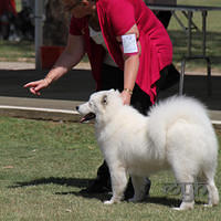  20121208 Dog Show-St George (3 of 26)
