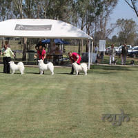  20121208 Dog Show-St George (4 of 26)