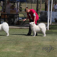  20121208 Dog Show-St George (5 of 26)