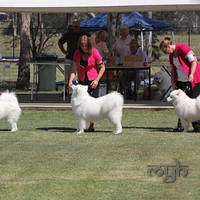  20121208 Dog Show-St George (6 of 26)
