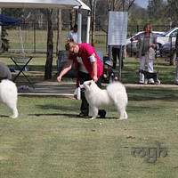  20121208 Dog Show-St George (7 of 26)