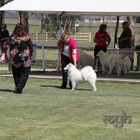  20121208 Dog Show-St George (8 of 26)
