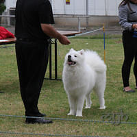  20121215 Dog Show-Samoyed Open (3 of 17)