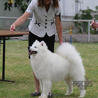  20121215 Dog Show-Samoyed Open (4 of 17)