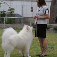  20121215 Dog Show-Samoyed Open (7 of 17)