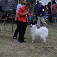 20121215 Dog Show NSW Womans (1 of 6)