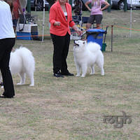 20121215 Dog Show NSW Womans (2 of 6)