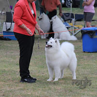 20121215 Dog Show NSW Womans (3 of 6)