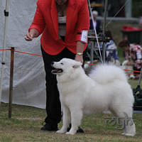 20121215 Dog Show NSW Womans (5 of 6)