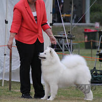 20121215 Dog Show NSW Womans (6 of 6)